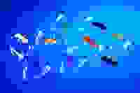 Набор перфузионный одноразовый (игла-бабочка) G-25 Luer Lock/Vogt Medical/100/2000